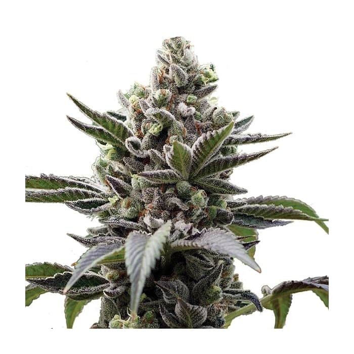 LITHIUM OG KUSH (Nirvana Seeds)