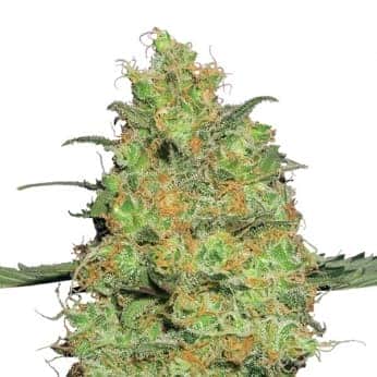 MASTER KUSH (Nirvana Seeds)
