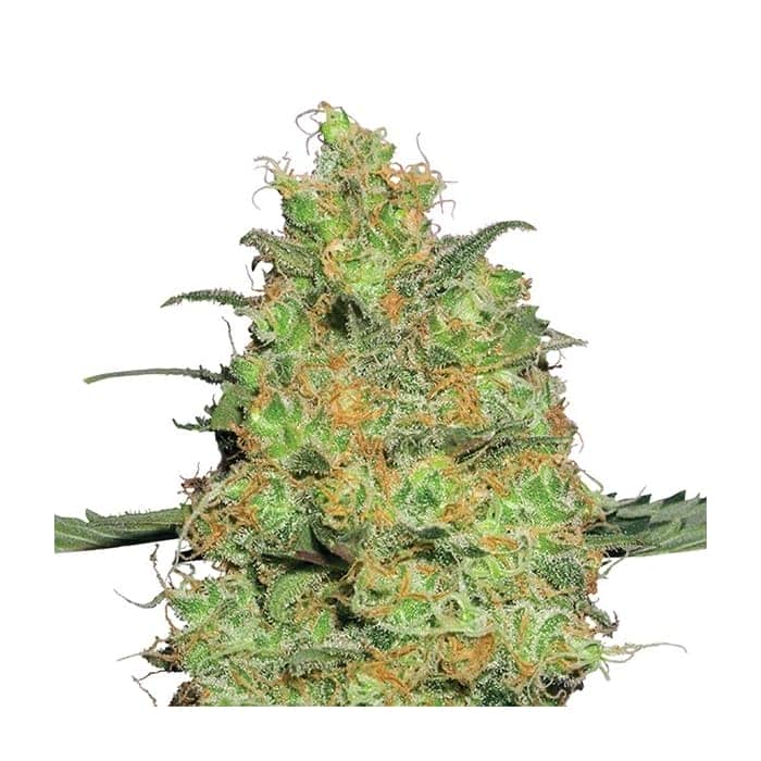 MASTER KUSH (Nirvana Seeds)
