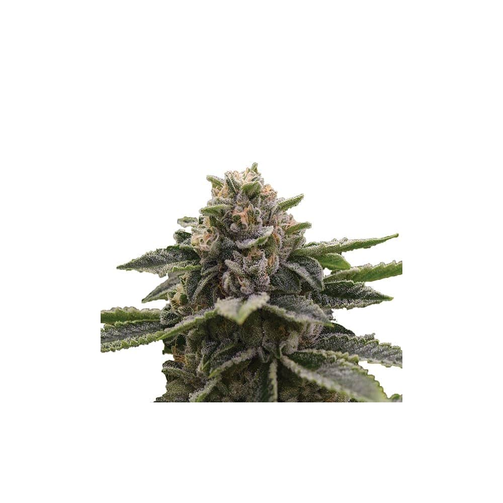 GIRL SCOUT COOKIES (Nirvana Seeds)