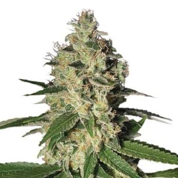 NORTHERN LIGHT (Nirvana Seeds)