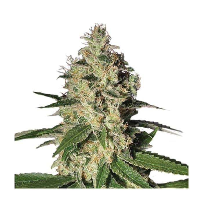 NORTHERN LIGHT (Nirvana Seeds)