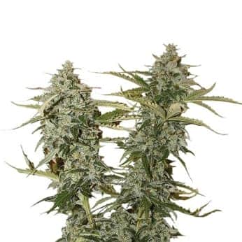 ORIGINAL GLUE (Nirvana Seeds)