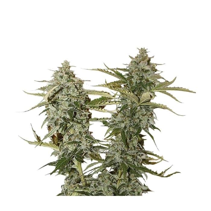 ORIGINAL GLUE (Nirvana Seeds)