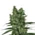 SOMANGO XXL (Nirvana Seeds)
