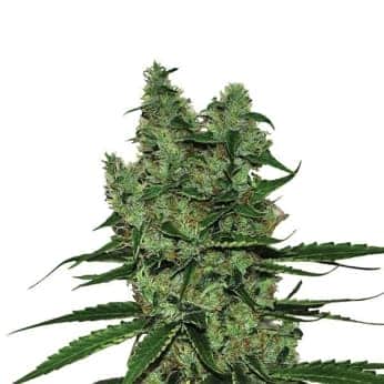 SOMANGO XXL (Nirvana Seeds)