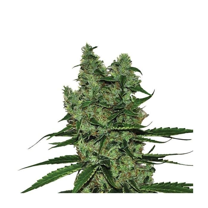 SOMANGO XXL (Nirvana Seeds)