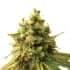 SOUR DIESEL (Nirvana Seeds)