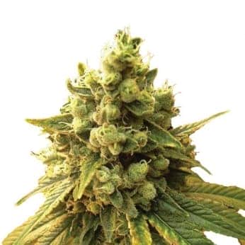 SOUR DIESEL (Nirvana Seeds)
