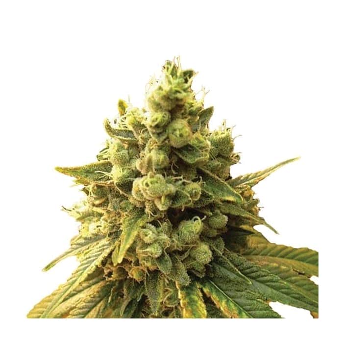 SOUR DIESEL (Nirvana Seeds)