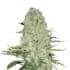 WHITE WIDOW (Nirvana Seeds)