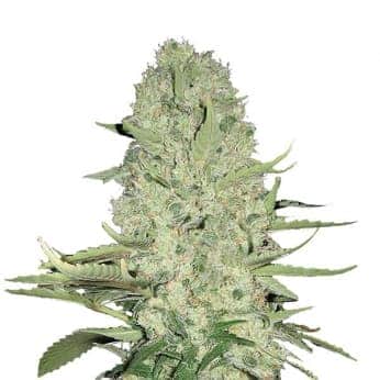 WHITE WIDOW (Nirvana Seeds)