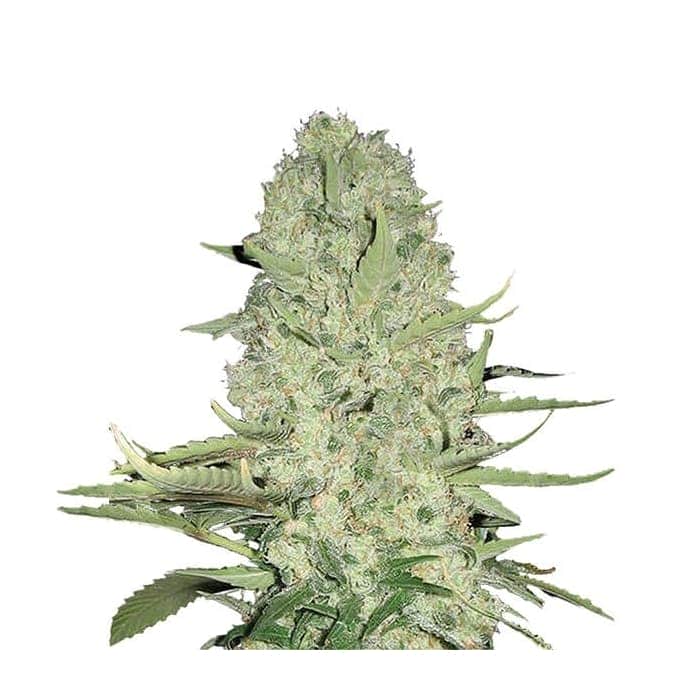 WHITE WIDOW (Nirvana Seeds)