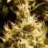 WONDER WOMAN (Nirvana Seeds)