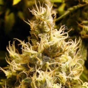 WONDER WOMAN (Nirvana Seeds)