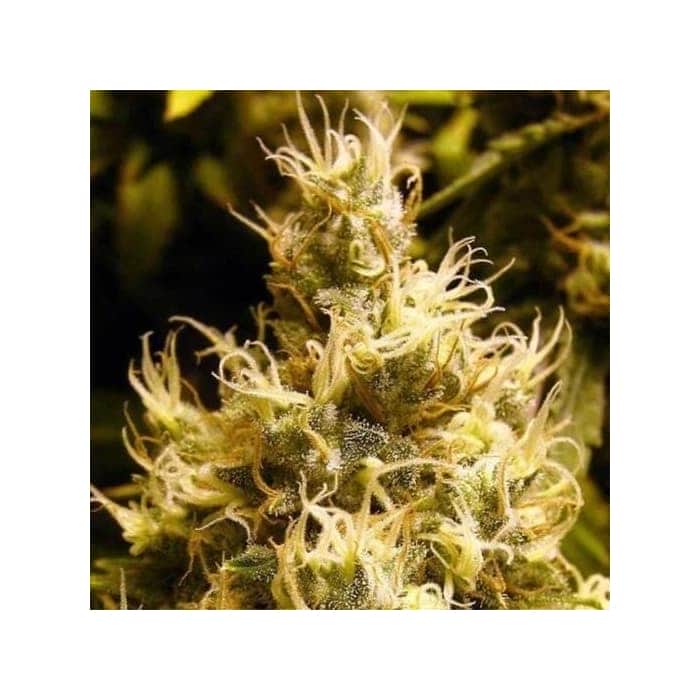 WONDER WOMAN (Nirvana Seeds)