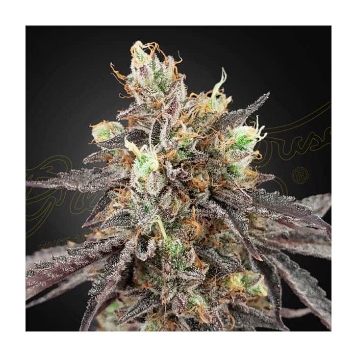 AUTO GELATO 41 X AUTO GELATO 41