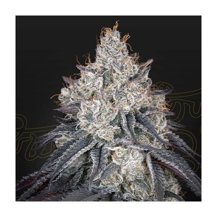 LEMON ORANGE (Green House Seeds)