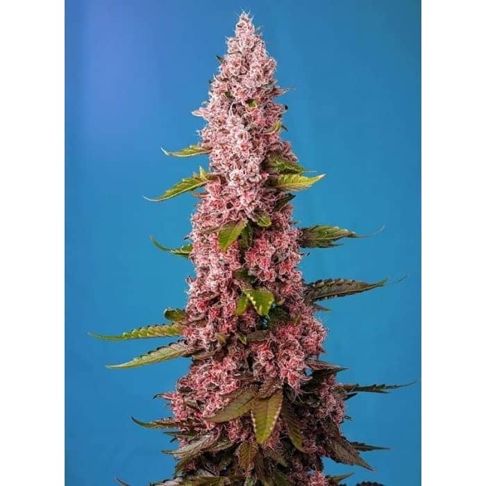 RED HOT COOKIES (Sweet Seeds) Semillas de marihuana feminizadas