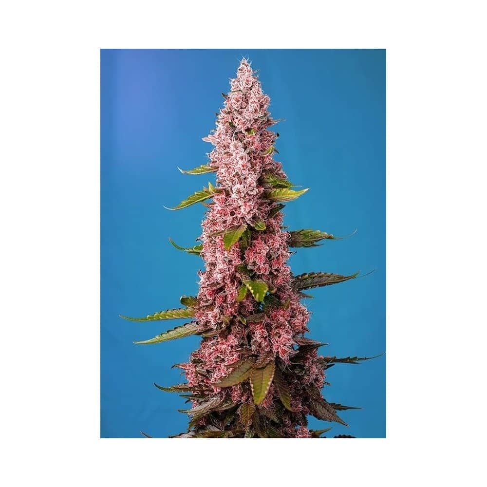 RED HOT COOKIES (Sweet Seeds) Semillas de marihuana feminizadas
