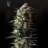 BUBBA SLUSH (Green House Seeds)