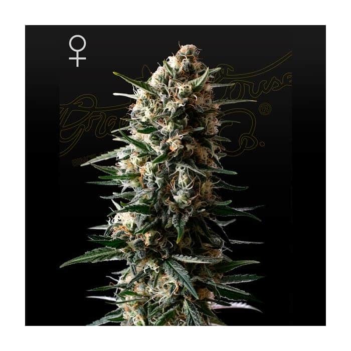 BUBBA SLUSH (Green House Seeds)