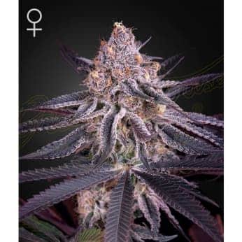 KINGS JUICE (Green House Seeds)