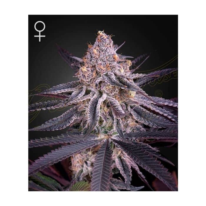 KINGS JUICE (Green House Seeds)