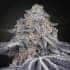 VELVET MOON (Green House Seeds)