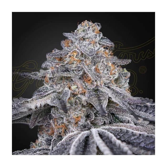 VELVET MOON (Green House Seeds)