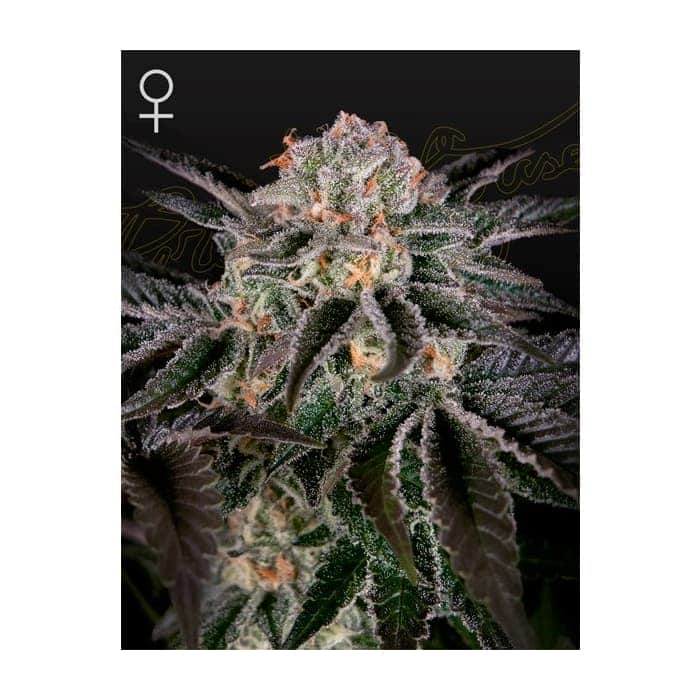 WONDER PIE (Green House Seeds)
