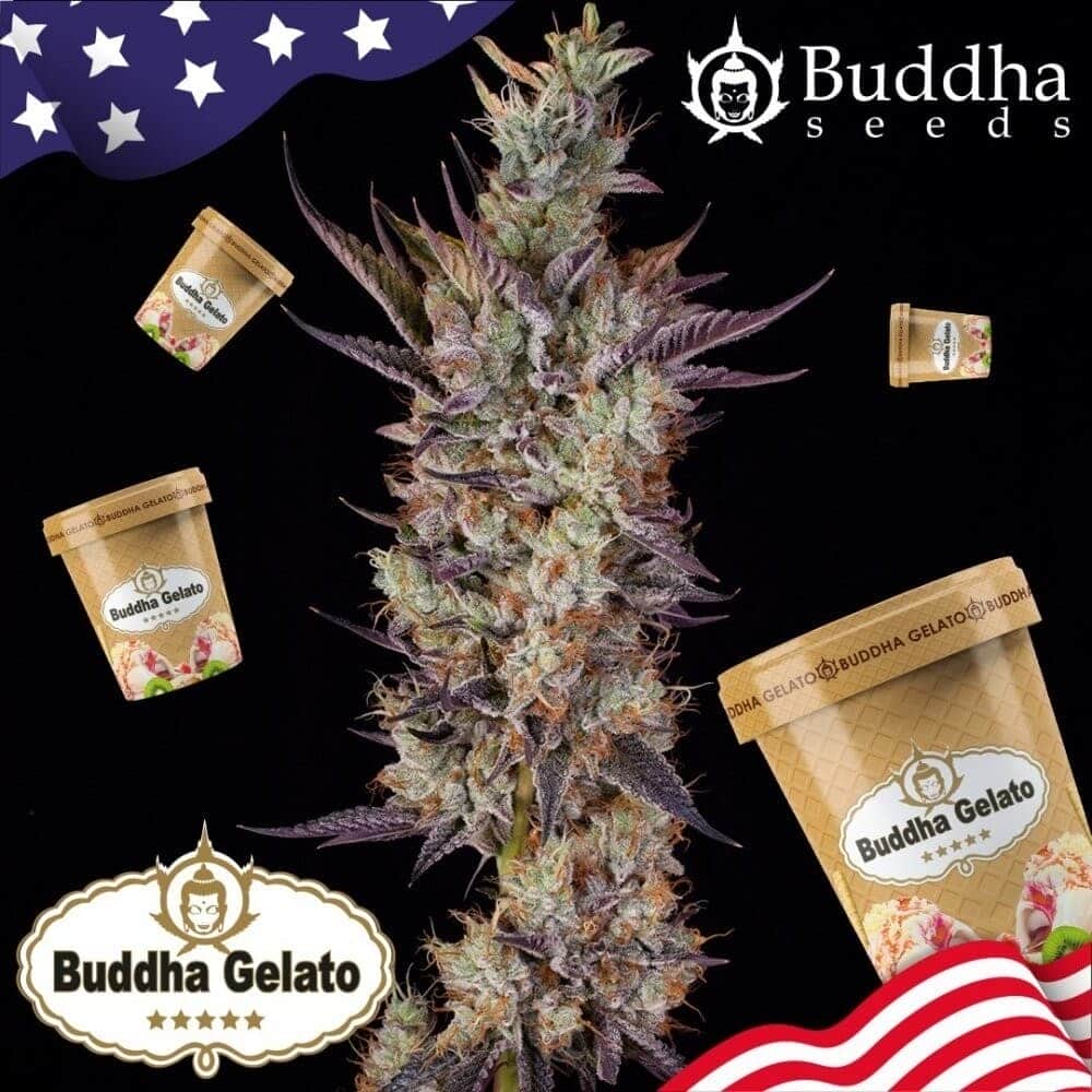 GELATO (Buddha Seeds)