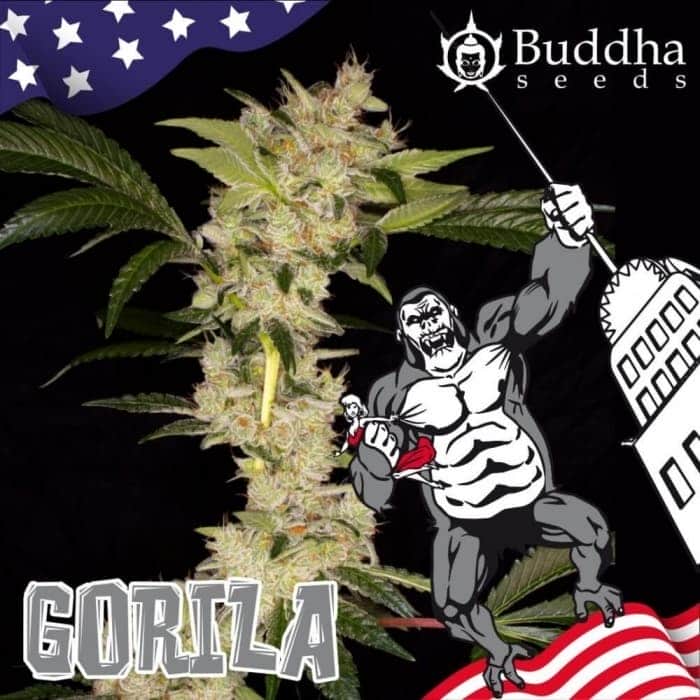 GORILA (Buddha Seeds)