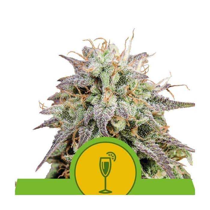 AUTO MIMOSA (Royal Queen Seeds)