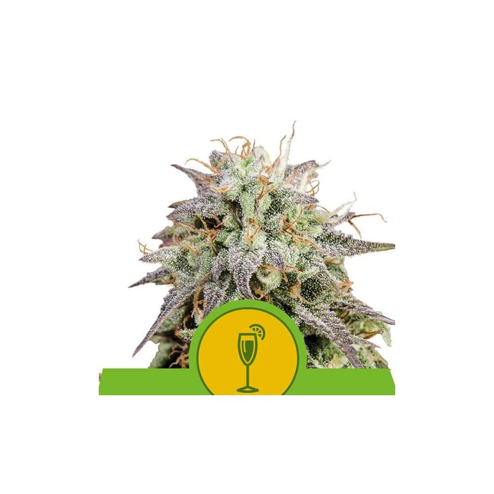 AUTO MIMOSA (Royal Queen Seeds)