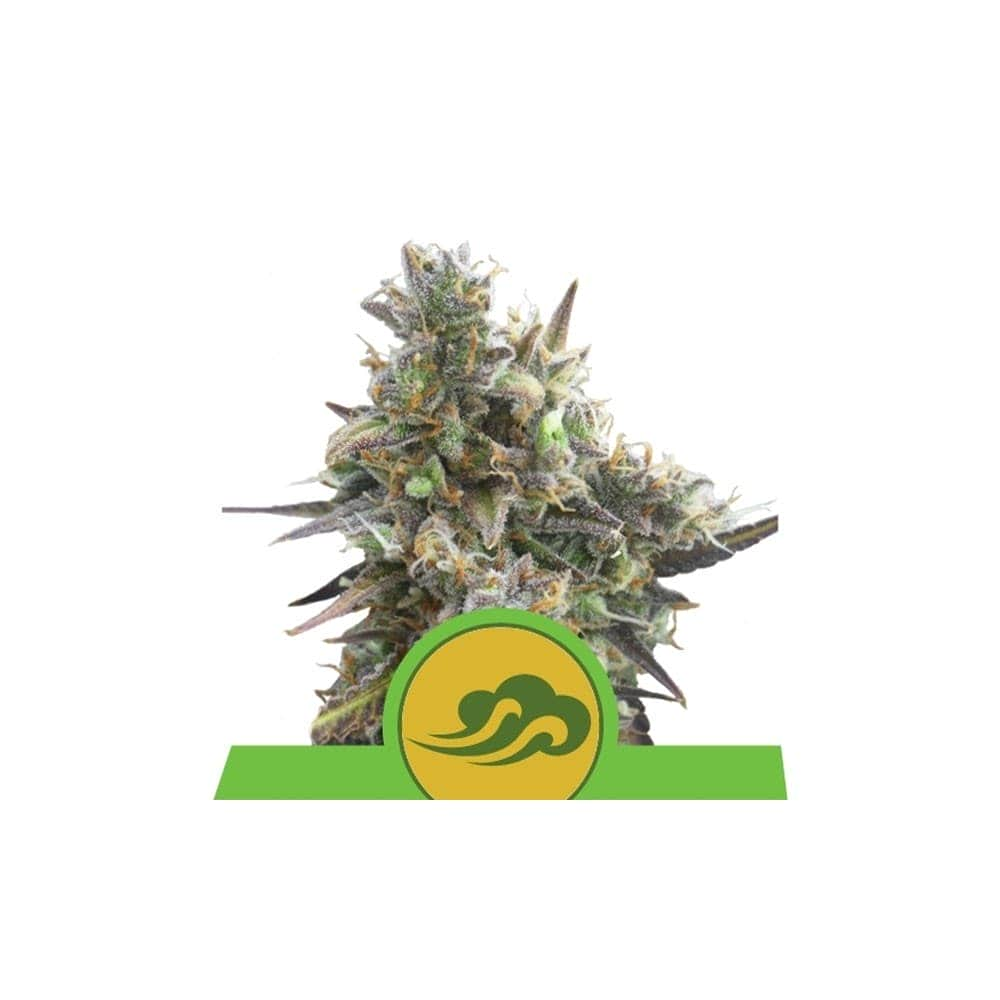 AUTO ROYAL BLUEMATIC (Royal Queen Seeds)