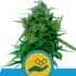 AUTO SOLOMATIC CBD (Royal Queen Seeds)