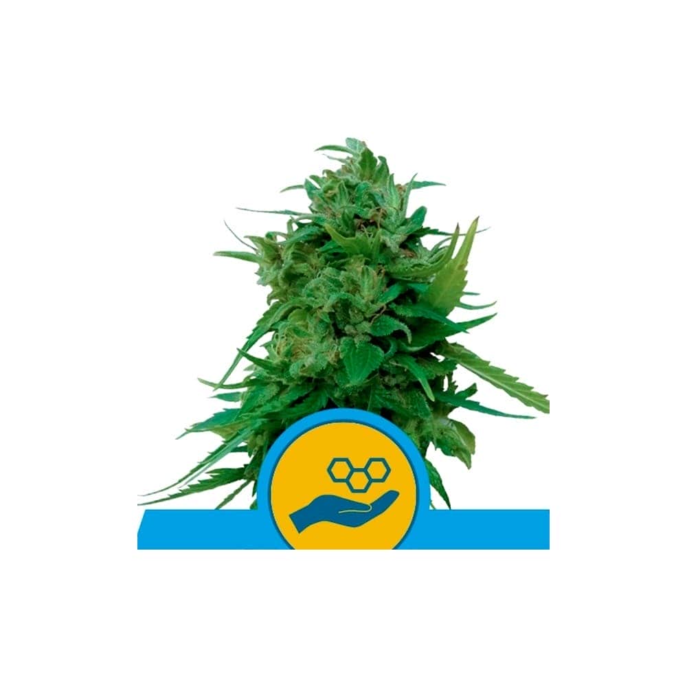 AUTO SOLOMATIC CBD (Royal Queen Seeds)