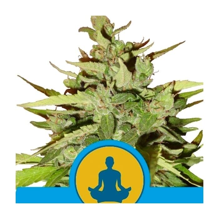 STRESS KILLER CBD (Royal Queen Seeds)