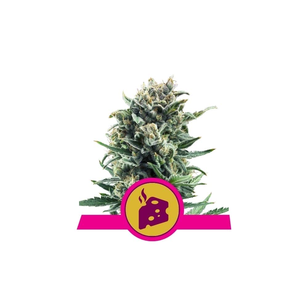BLUE CHEESE (Royal Queen Seeds)