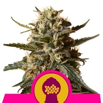 BUBBLE GUM XL (Royal Queen Seeds)