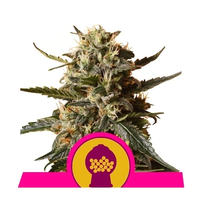 BUBBLE GUM XL (Royal Queen Seeds)
