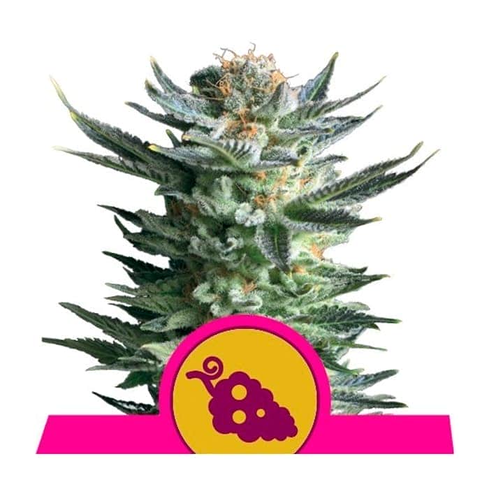FRUIT SPIRIT (Royal Queen Seeds)