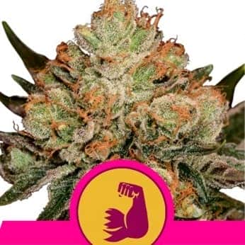 HULKBERRY (Royal Queen Seeds)