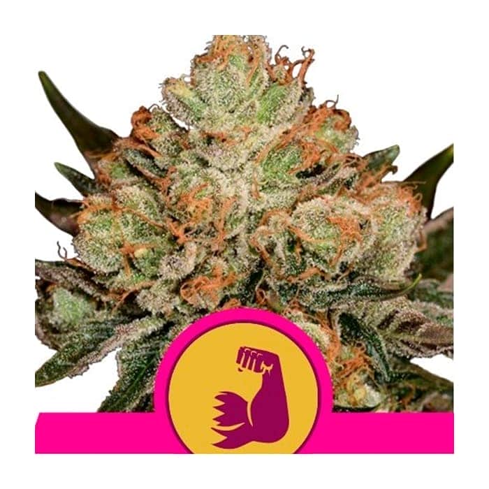 HULKBERRY (Royal Queen Seeds)