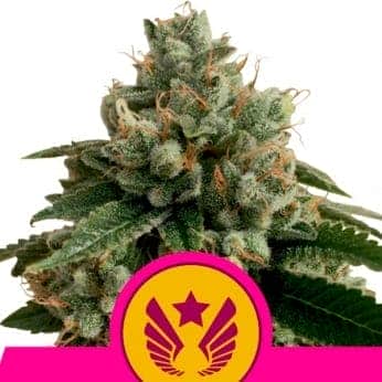 LEGENDARY OG PUNCH (Royal Queen Seeds)