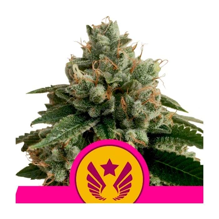 LEGENDARY OG PUNCH (Royal Queen Seeds)