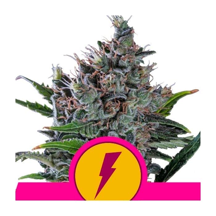 NORTH THUNDERFUCK (Royal Queen Seeds)