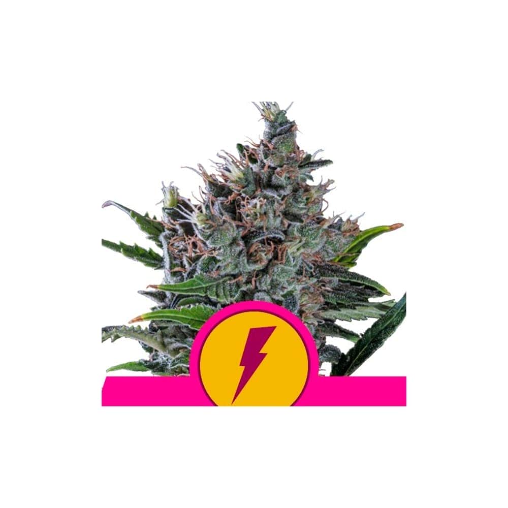 NORTH THUNDERFUCK (Royal Queen Seeds)