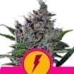 NORTH THUNDERFUCK (Royal Queen Seeds)